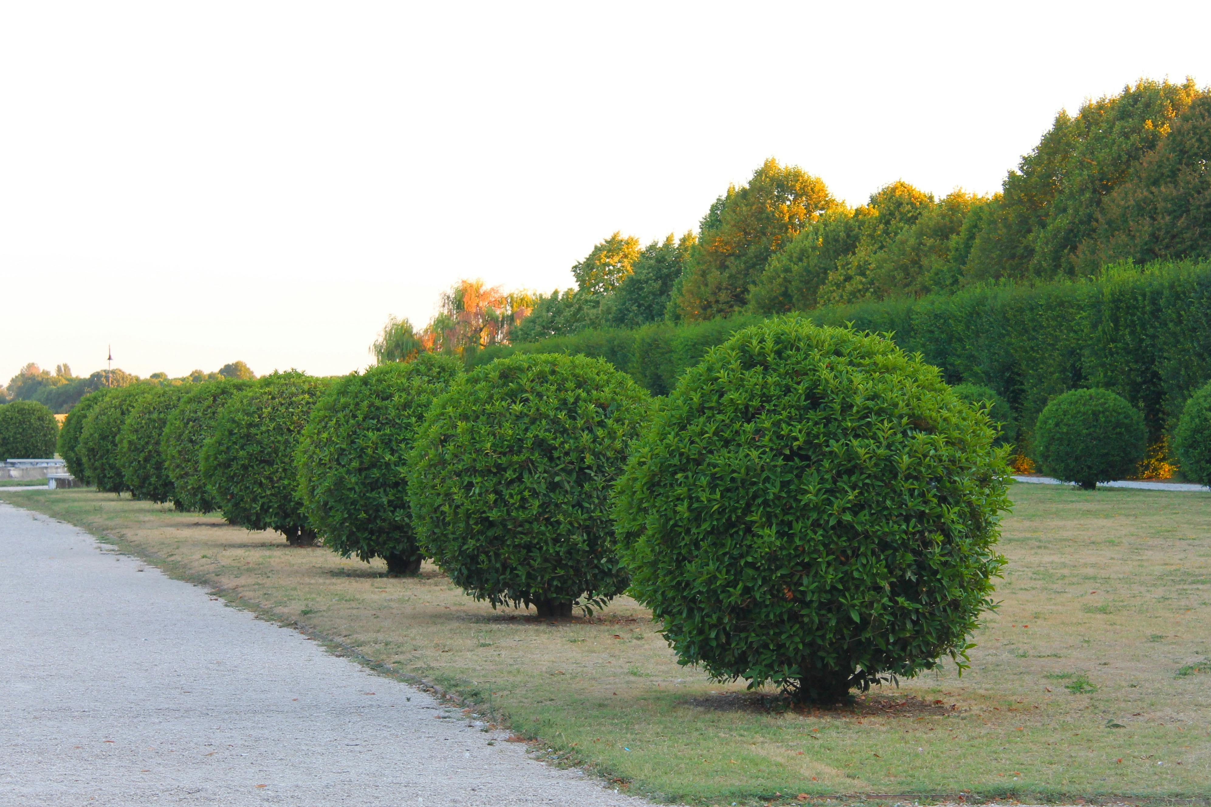Hedge and shrub trimming by Home Care With A Vision